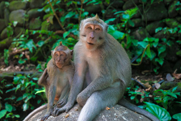 Fototapeta na wymiar Monkey Family. Bali
