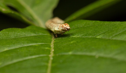 Caterpillar portrait