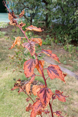 Leaves burn of a cultivar ninebark (Physocarpus opulifolius "Diablo") shrub as a result of watering under direct sunlight in the summer garden