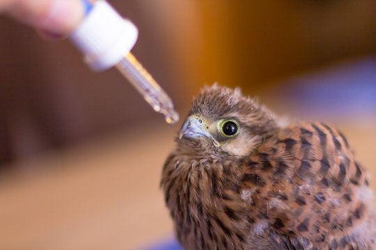 a german kestrel bird gets his medicine