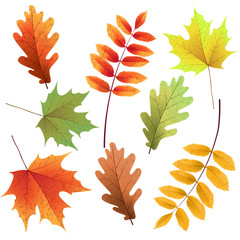 Fototapeta premium Autumn leaves set, isolated on white background. Rowan tree, oak