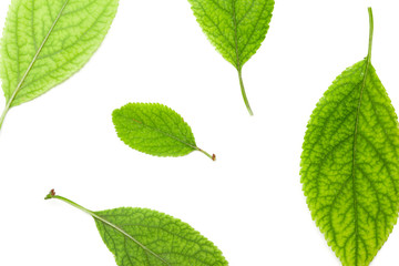 Fototapeta premium Green leaf