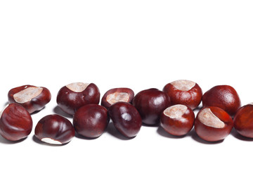 chestnut on a white background