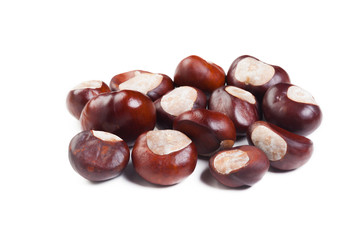 chestnut on a white background