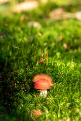 Mushroom growing on a moss with a snail
