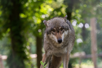 The wolf watches his surroundings in sunny spring day