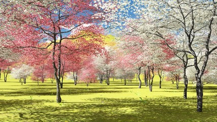 Flowering dogwood trees in orchard in spring time 3d rendering