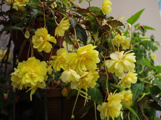 Flowering yellow begonias in the room