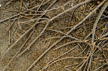 Dry branches of a tree on the ground. Felled tree. Dry branches texture background