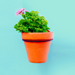 Plant in a pot. Geranium. minimal style