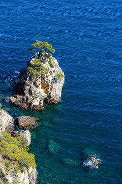 Rocky slet with tree, Gargano, Puglia, Italy