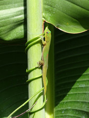 Gecko à la Réunion