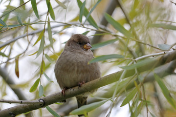 City Sparrow sits on the autumn branch of willow