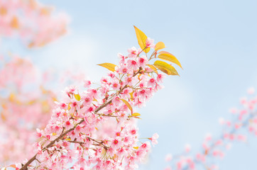 Wild Himalayan Cherry Blossoms branches in spring season over blue sky on mountain in forest as background, selective focus