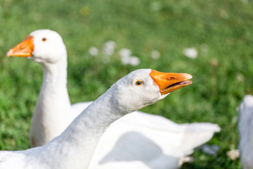 Two white domestic goose close-up in the rural courtyard on a grass, agricultural and farm concept