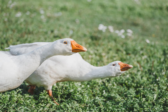 Two white domestic goose close-up in the rural courtyard on a grass, agricultural and farm concept