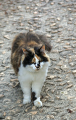 Chat bicolore debout , de face