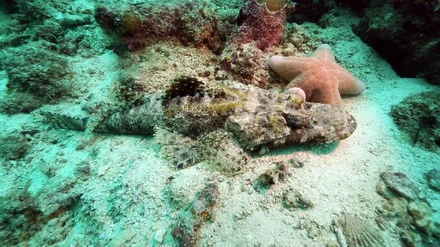 Crocodilefish resting on ocean floor next to a granulated sea star at Mabul Island, Borneo 