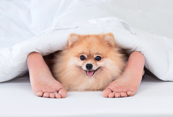 Pomeranian dog with woman feet under blanket.