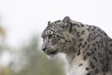 snow leopard portrait with background sitting, standing