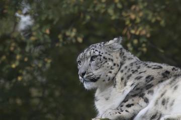 snow leopard portrait with background sitting, standing