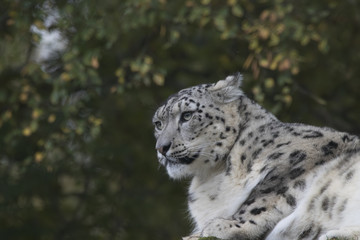 Obraz premium snow leopard portrait with background sitting, standing