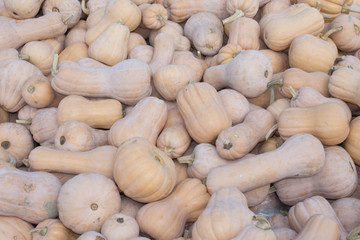 Pre-holiday colorful pumpkins display at farmers market. Harvest of pumpkins straight from the field