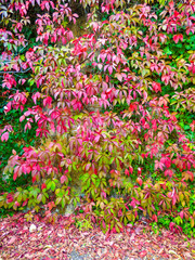 Wall covered with beautiful pink/red Boston ivy leaves - autumn colors