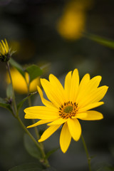 Topinambur wild growing on a bush close up