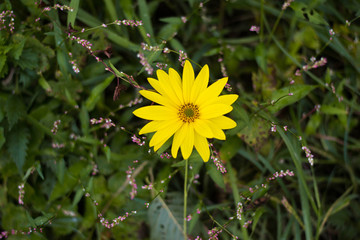 Topinambur laying in grass