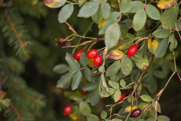 Rose hips in a park growing on a bush