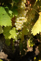 Ripe grapes on vine in Crimea Ukraine vineyards