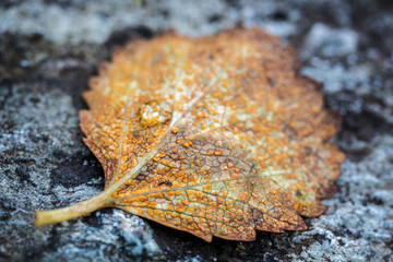 Blatt einer Birke im Herbst 