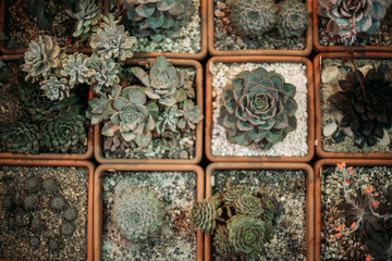 Succulents plants Echeveria in pots in greenhouse, top view