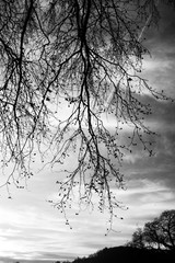 Tree branch silhouette against sky at the sunset hours - black and white