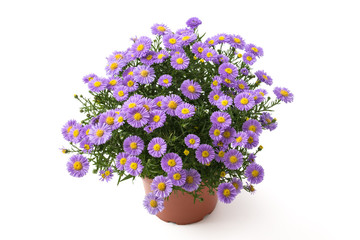 Aster novi-belgii