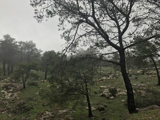 Forest - Beauty