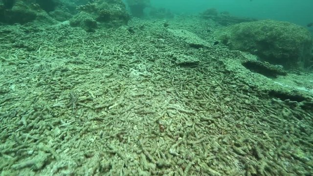 Dead corals on reef at Sipadan Island, Borneo 