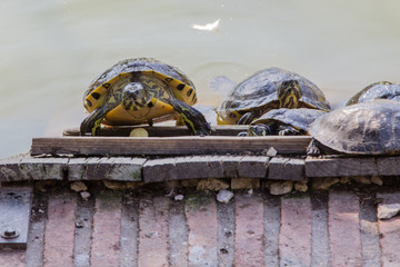 turtles in Retiro Park in Madrid
