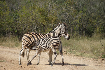 Fototapeta na wymiar Burchell Zebra National Park