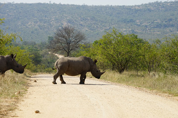 white Rhino 