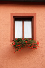 Fototapeta na wymiar Window with flower Geranium on red wall