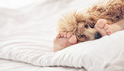 Woman feet on the bed with poodle dog.