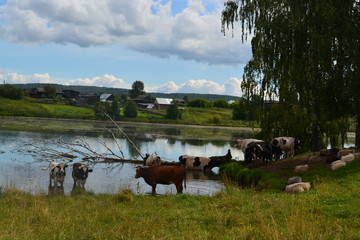 Obraz premium коровы на пастбище