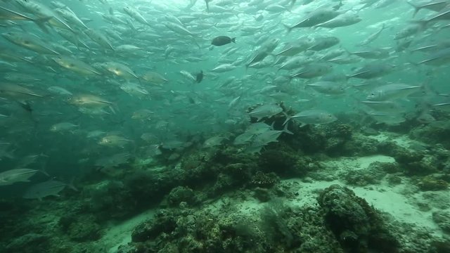 
Bigeye trevally (Caranx sexfasciatus) school of fish swimming over coral at Sipadan Island, Borneo 