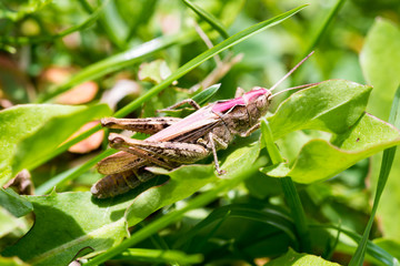 Macro shot of big brown grasshopper
