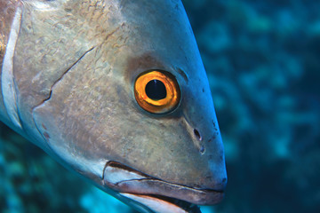 Two-spot red snapper fish
