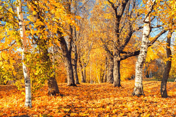 Pathway in the sunny autumn park