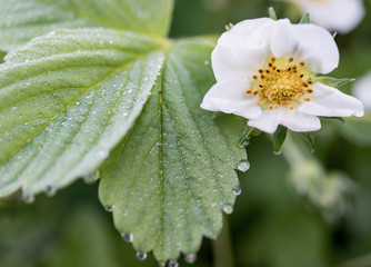  Strawberry flower and leaves with dew drops