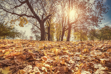 Bright foliage in sunny autumn park